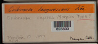 Image Associated With the Occurence